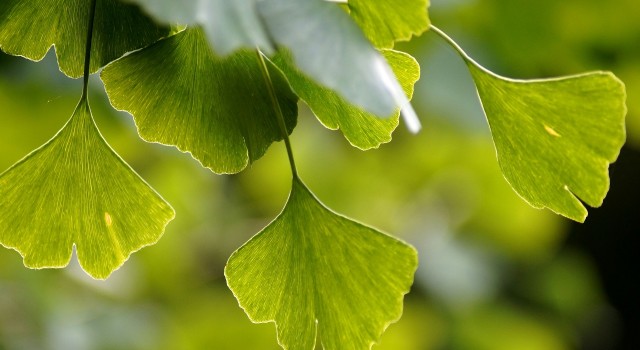 Connaît-on assez le ginkgo biloba et ses bienfaits ?