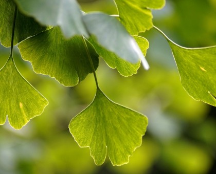 Connaît-on assez le ginkgo biloba et ses bienfaits ?