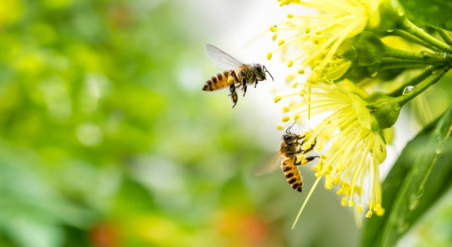 L'apipuncture, une thérapie au venin abeille