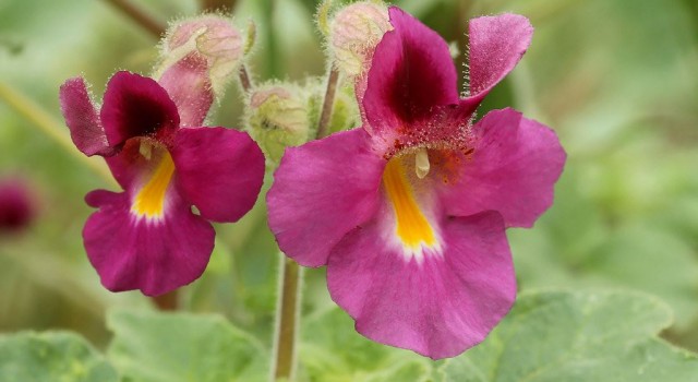 On vous dit tout sur les bienfaits de l'harpagophytum bio