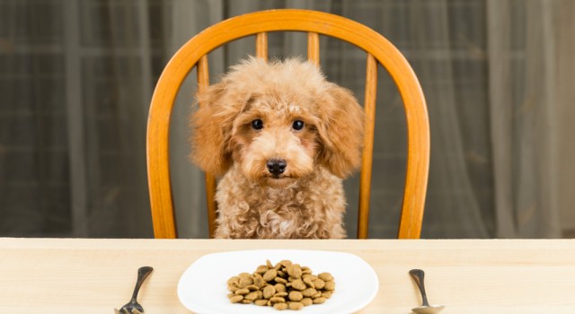 Nourriture canine aux protéines d’insectes : une nouvelle tendance ?