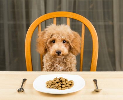 Nourriture canine aux protéines d’insectes : une nouvelle tendance ?