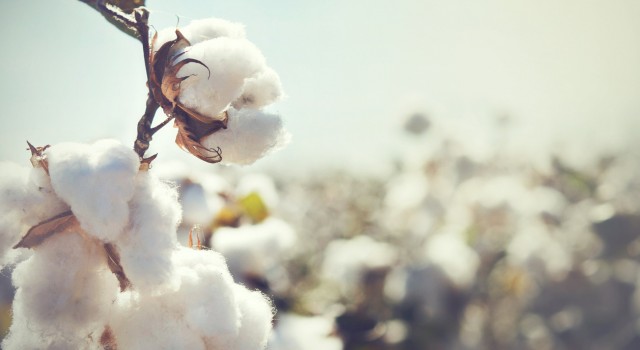 Le coton biologique et ses bienfaits envahissent notre quotidien