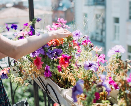 Balcon : comment le décorer avec des fleurs toute saison ?