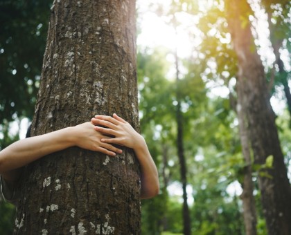 La sylvothérapie : les bienfaits des arbres sur la santé