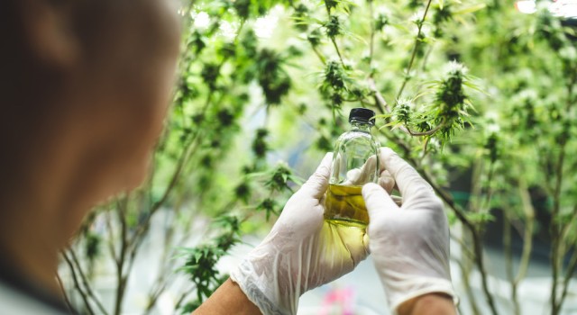 H4CBD : une nouvelle alternative au HHC arrive sur le marché