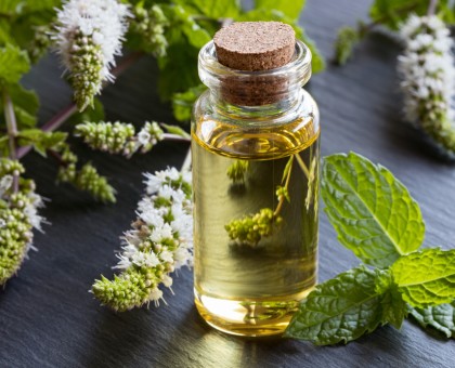 Les bienfaits de l'huile essentielle de menthe poivrée pour les maux de tête