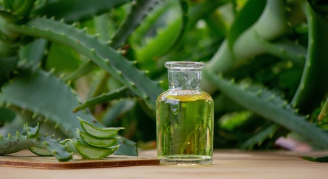 Les vertus de l'aloe vera pour la peau et les cheveux