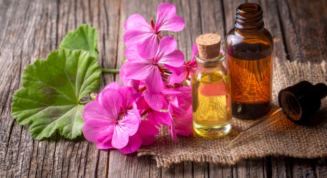 Les bienfaits de l'huile essentielle de géranium pour la peau