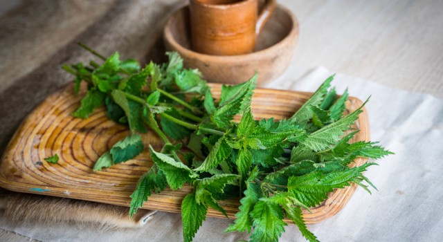 Les vertus de l'ortie pour la santé