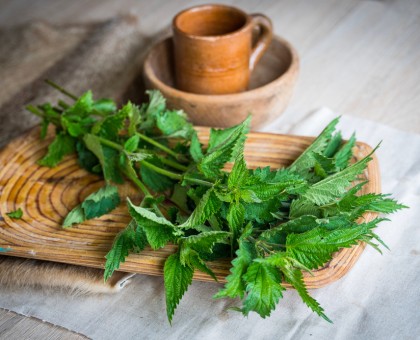 Les vertus de l'ortie pour la santé