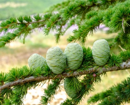 Les bienfaits de l'huile essentielle de cèdre de l'Atlas pour les cheveux