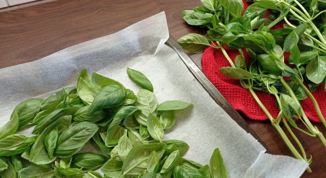 Les vertus du basilic pour la santé