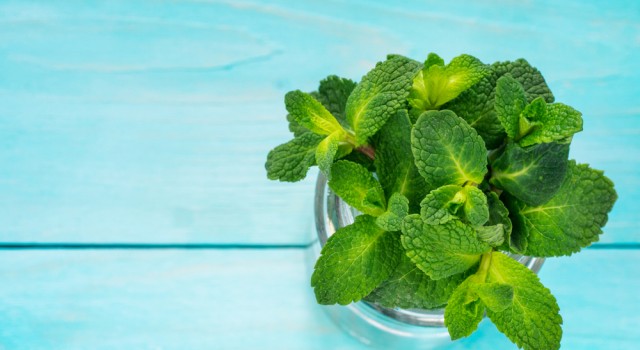 Les vertus de la menthe pour la santé