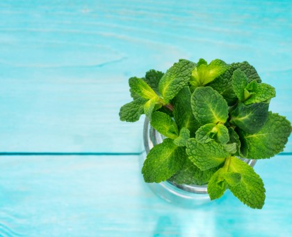 Les vertus de la menthe pour la santé