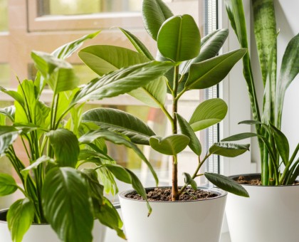 Les plantes d’intérieur qui purifient l’air en hiver
