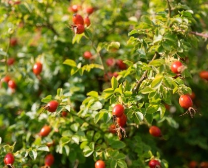 5 plantes aux vertus surprenantes pour booster votre énergie naturellement