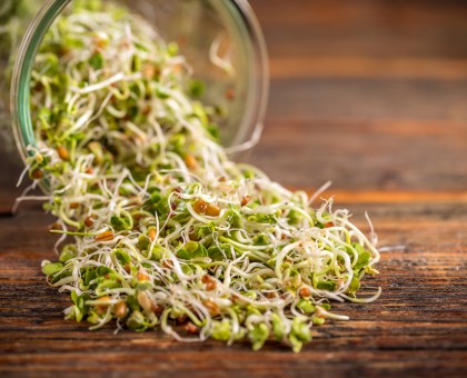 Les bienfaits insoupçonnés des graines germées