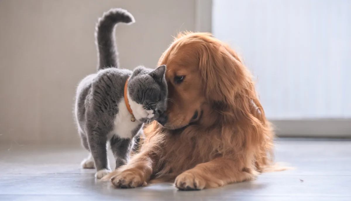 Bien-être animal : comment prendre soin de son chien ou de son chat ?