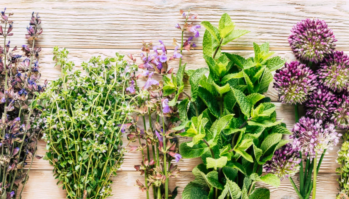 Jardinage bien-être : cultiver plantes aromatiques et médicinales