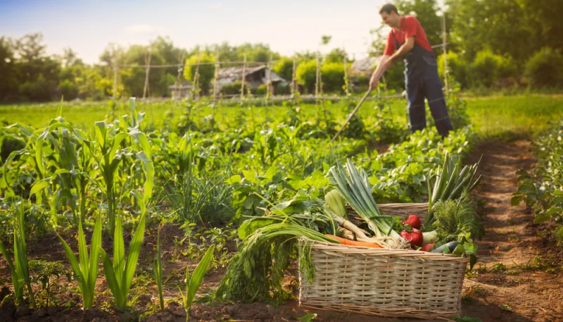 Jardinage naturel : méthodes écologiques à adopter
