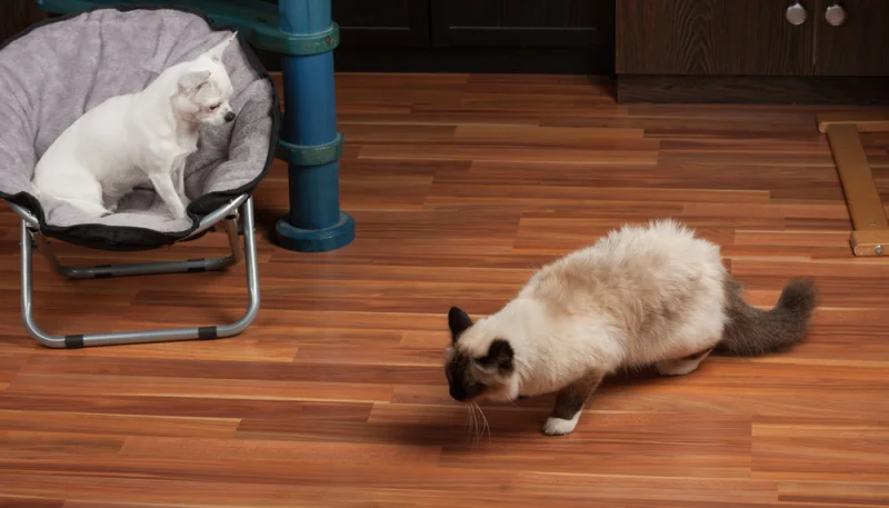 Chien ou chat : conseils pour une cohabitation sereine