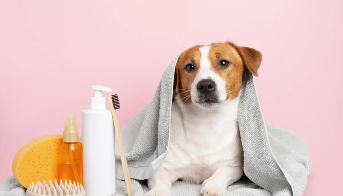 Soins naturels pour animaux : solutions simples