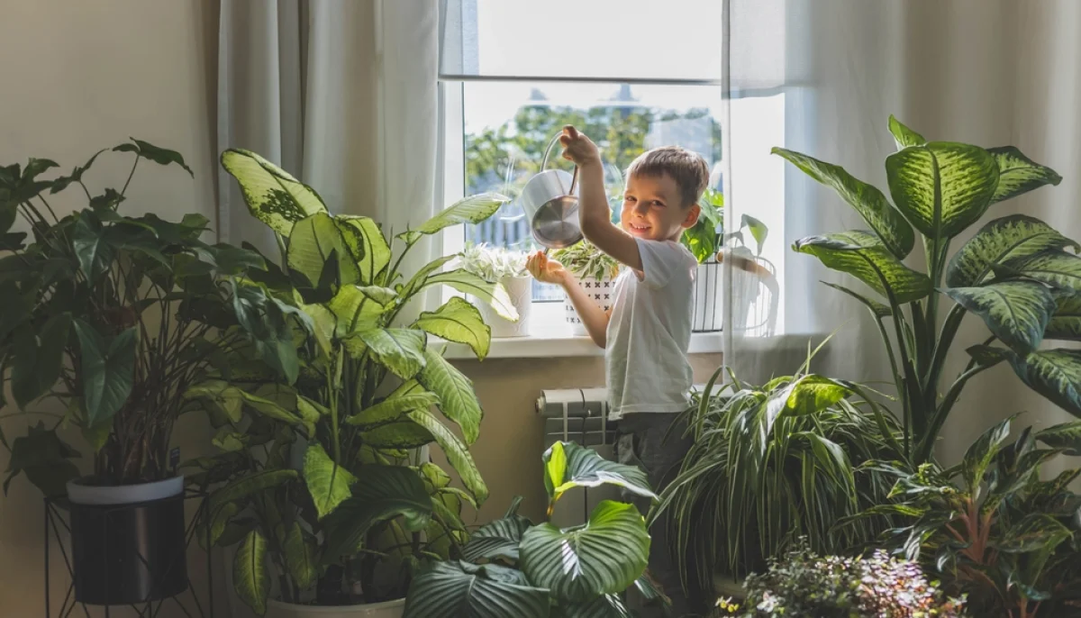 Plantes d’intérieur : comment bien les entretenir