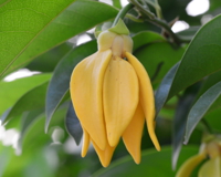 L’huile essentielle d’Ylang-ylang contre les baisses de libido