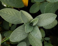 Comment soulager naturellement les symptômes de la ménopause