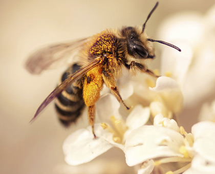 Piqûes d'insectes : attention aux dangers