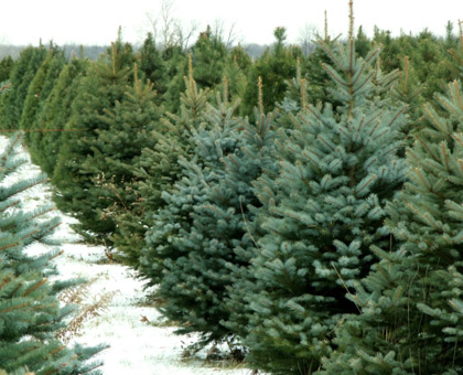 Sapins de Noël : à chacun ses avantages !