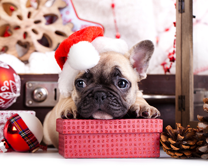 Un chien comme cadeau de Noël ? Un choix réfléchi.