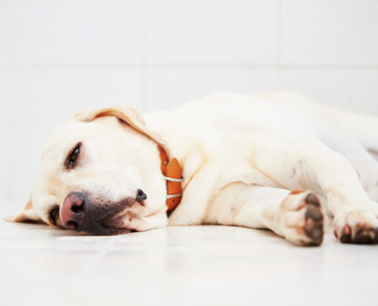 Mon animal est malade, comment lui donner ses médicaments ?