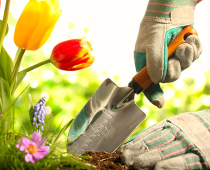 Jardinez écolo grâce aux champignons mycorhiziens