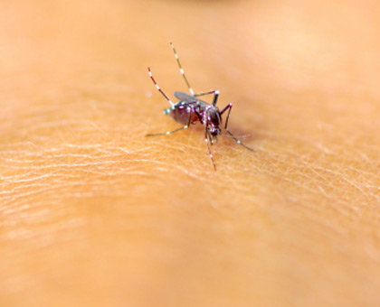 Le moustique tigre est de retour !
