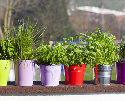 Cultivez des mini légumes sur votre balcon