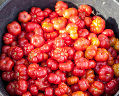 Jardinage : 7 conseils pour réussir vos tomates