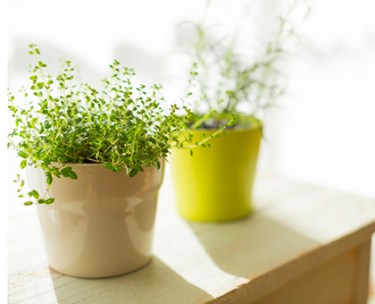 Comment arroser vos plantes d'intérieur durant vos vacances ?