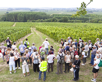 Les 7 et 8 septembre 2013, randonnez à travers les vignes du Val de Loire !