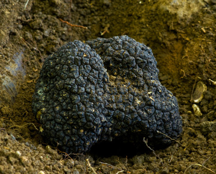 La truffe noire du Périgord, un produit de saison très prisé !