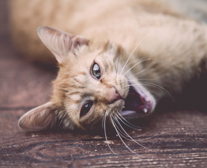 Morsure de chat : hospitalisation dans un tiers des cas !