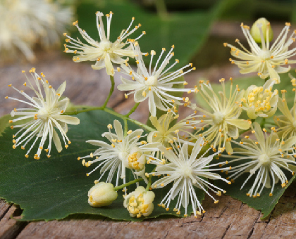 3 remèdes naturels contre les cauchemars