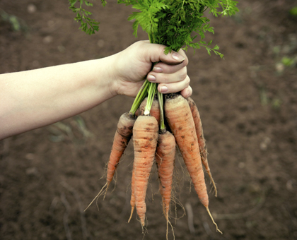 Je cultive mon potager à distance !