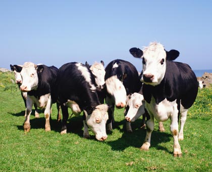 Maladie de la vache folle : peut-il y avoir encore des malades aujourd’hui ?