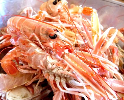 Ça sent bon les vacances ! Zoom sur les langoustines de L’Ile d’Oléron