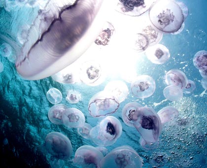 Des méduses dans les couches pour bébé et serviettes hygiéniques, une solution d'avenir ?