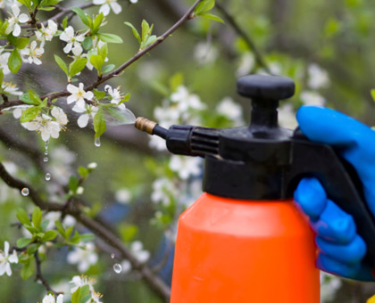 Intolérance au gluten : le désherbant Roundup est mis en cause