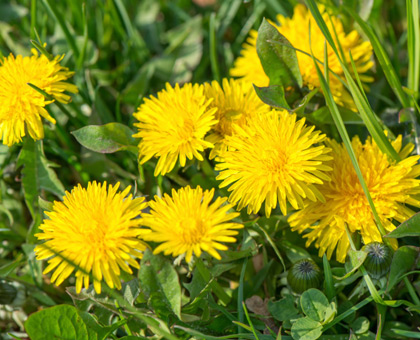 Comment fabriquer un engrais naturel à base de pissenlit ?