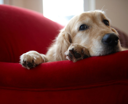 Comment protéger mon chien contre les tiques ?